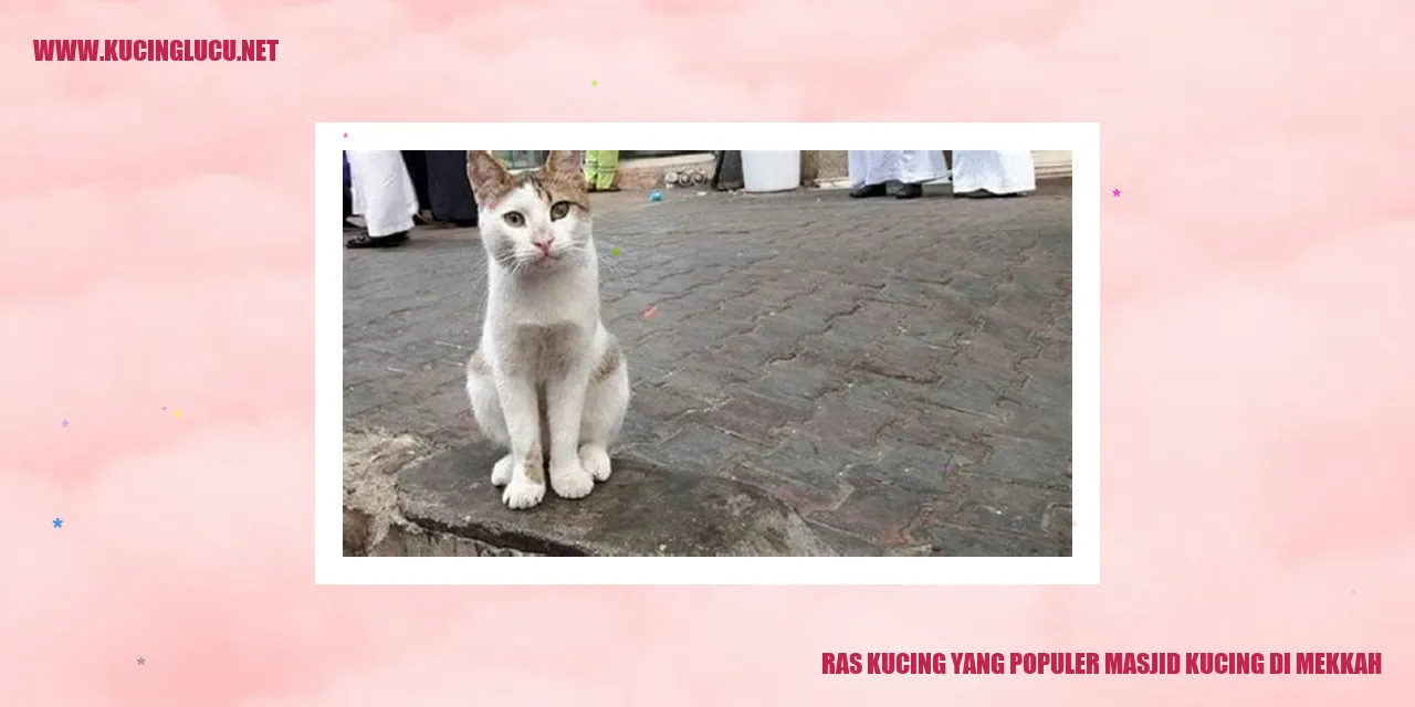 Kucing di Masjid Kucing di Mekkah