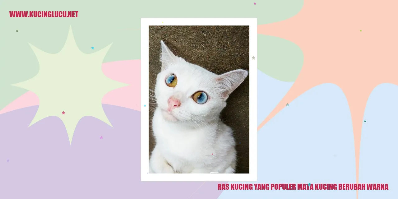 Kucing dengan mata berubah warna