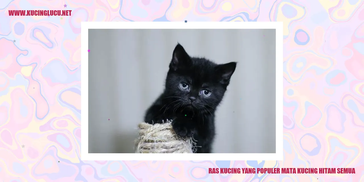 Ras Kucing yang Terkenal dengan Mata Kucing Berwarna Hitam Semua