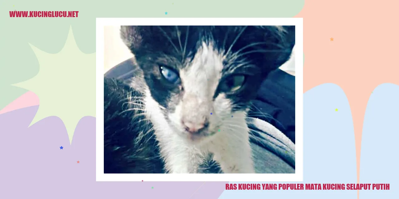 Ras Kucing dengan Mata Kucing Selaput Putih