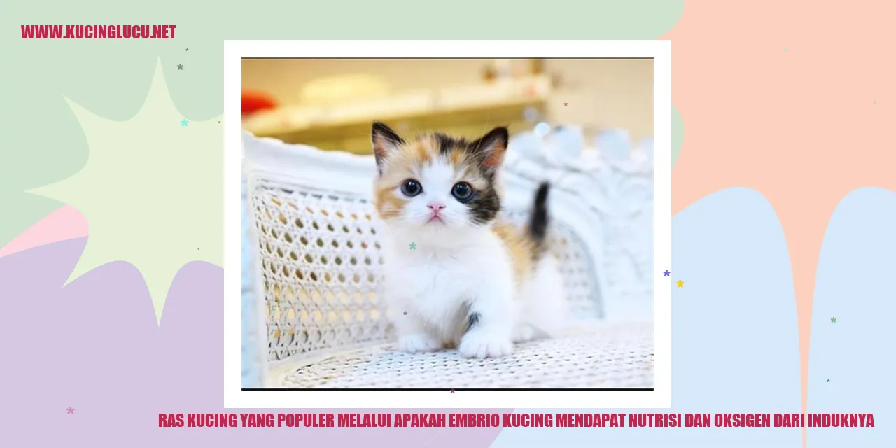 Ras Kucing yang Populer melalui apakah embrio kucing mendapat nutrisi dan oksigen dari induknya