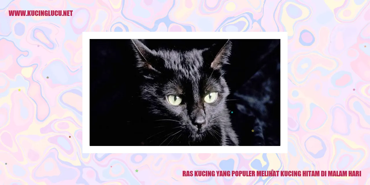 gambar kucing hitam malam hari