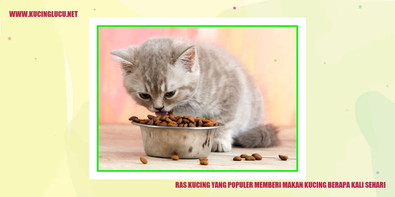 Ras Kucing yang Populer memberi makan kucing berapa kali sehari