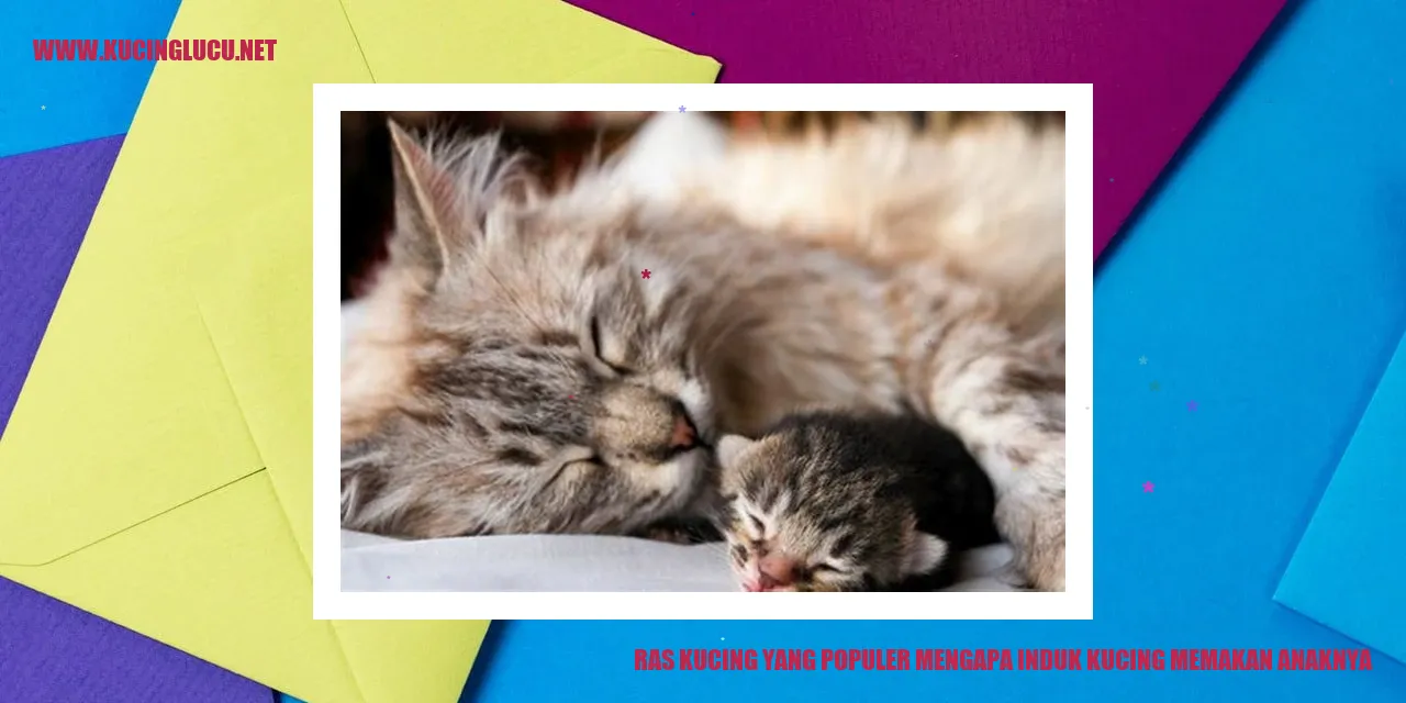 Induk kucing memakan anaknya