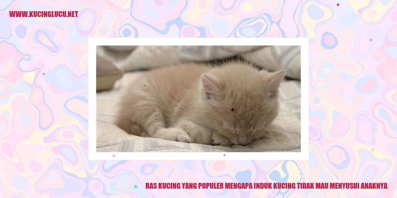 Ras Kucing yang Terkenal: Mengapa Induk Kucing Enggan Menyusui Anaknya