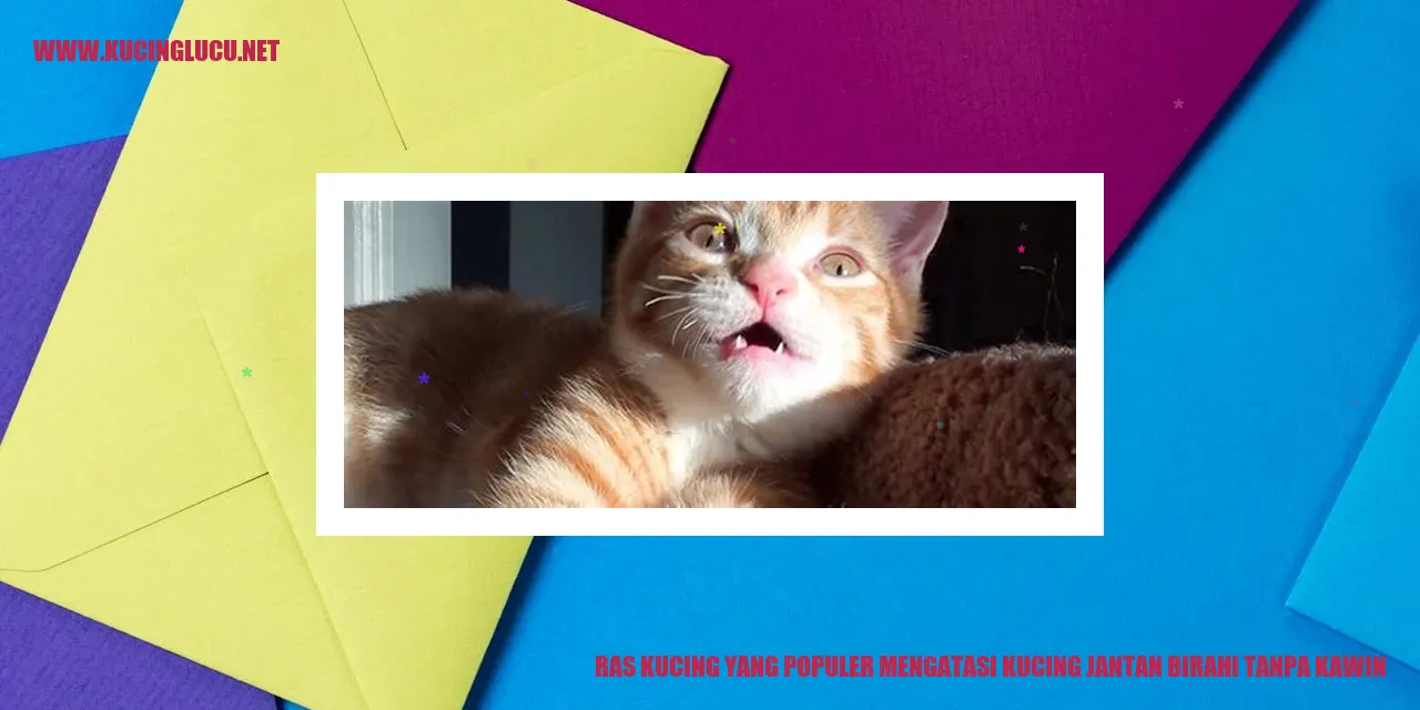 Kucing Himalaya