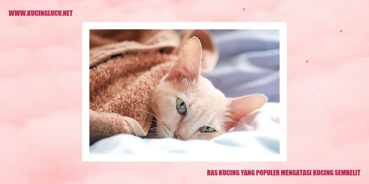 Ras Kucing yang Populer mengatasi kucing sembelit