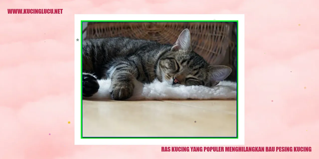 Kucing Menghilangkan Bau Pesing Kucing