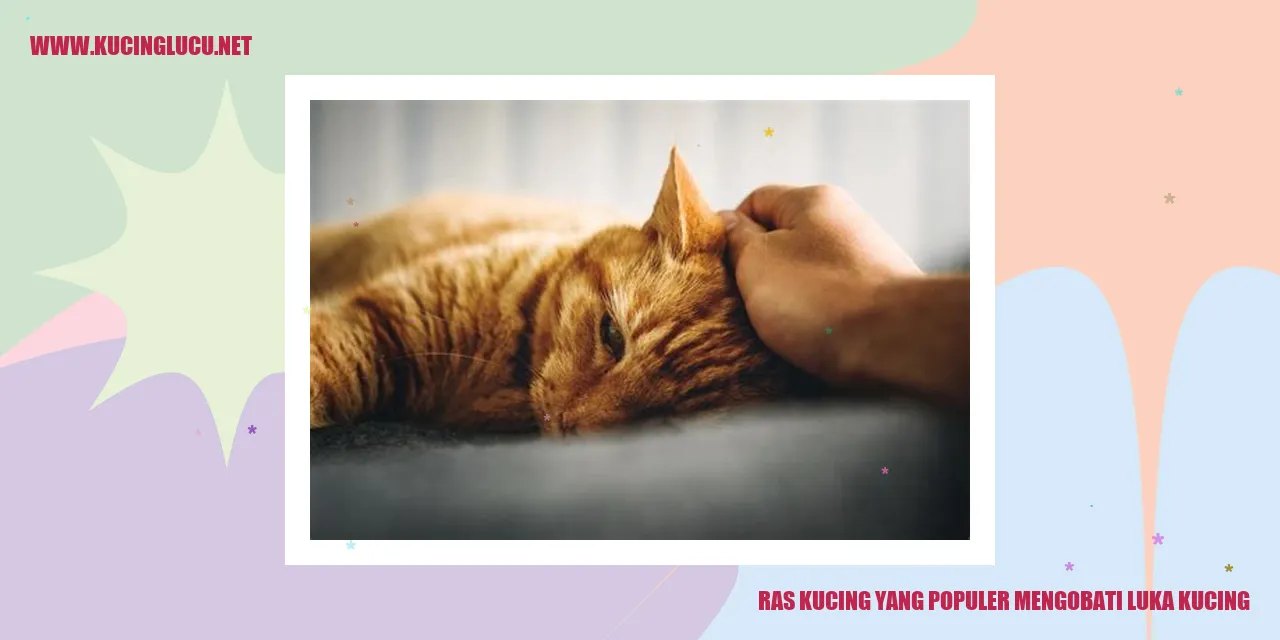 Gambar Ras Kucing yang Populer mengobati luka kucing