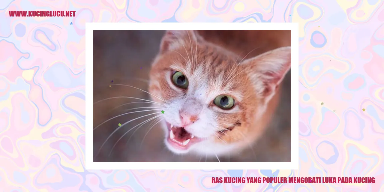 Kucing dengan luka yang disembuhkan oleh kucing ras
