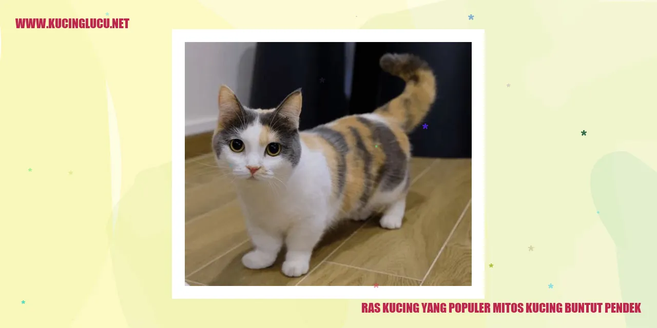 Ras Kucing yang Populer mitos kucing buntut pendek