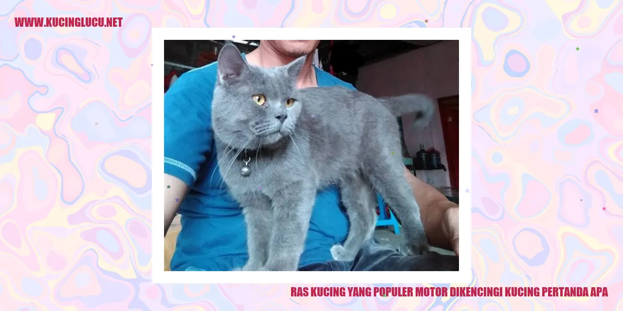 Gambar Kucing