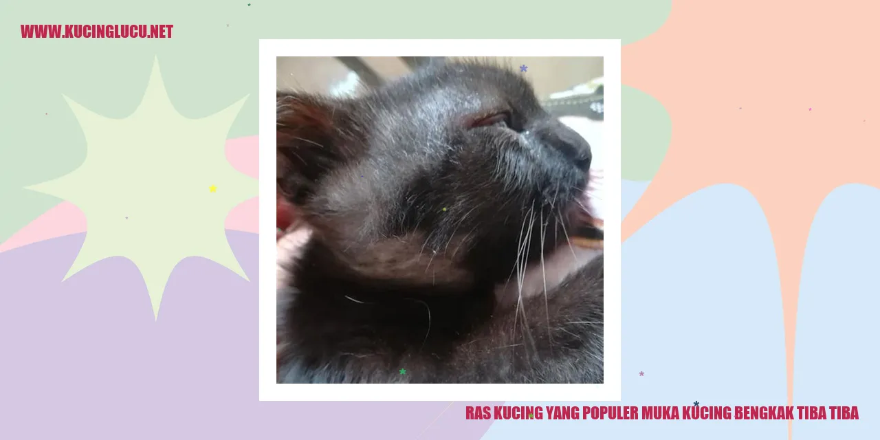 Kucing dengan Muka Membengkak