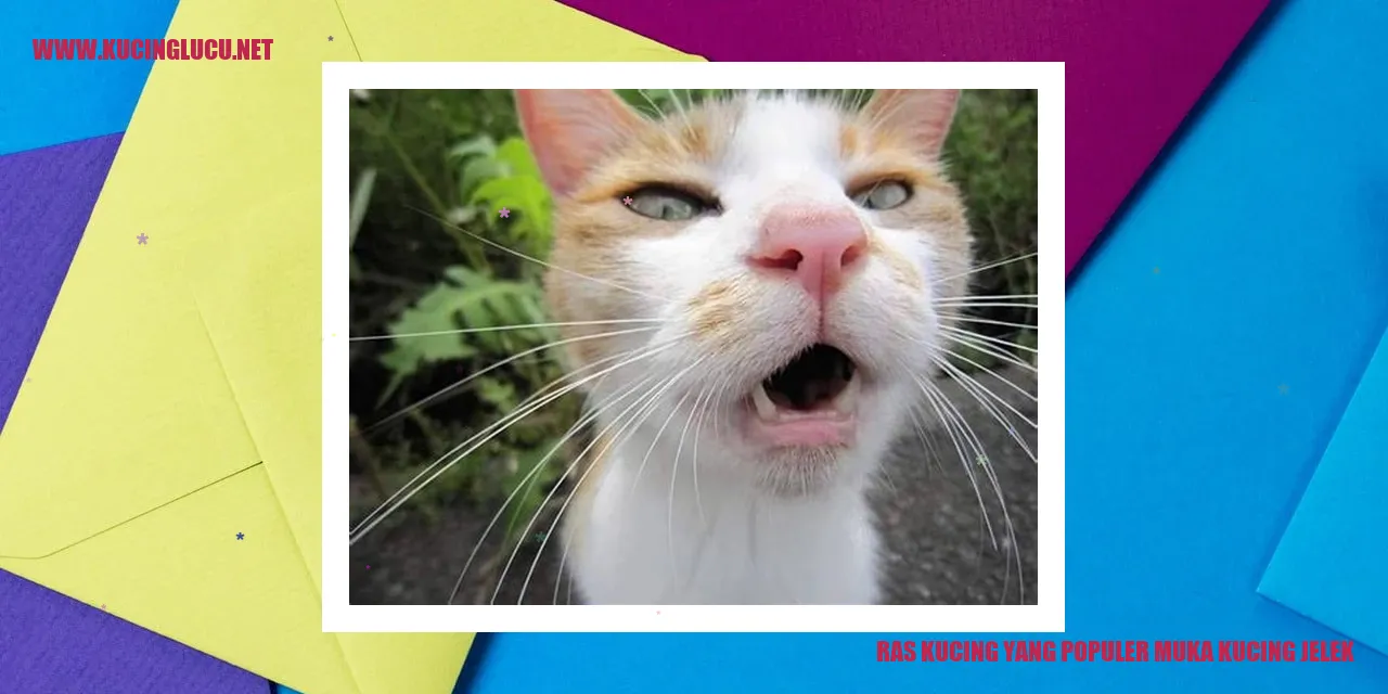 Ras Kucing dengan Penampilan Kurang Menarik