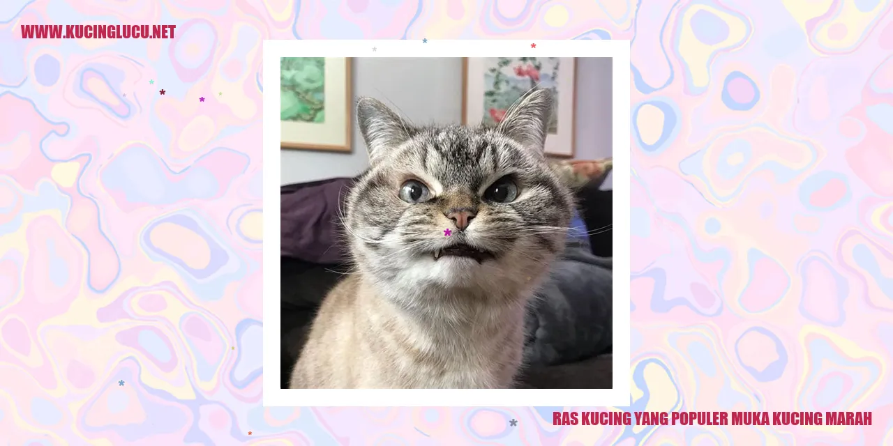 Kucing Marah
