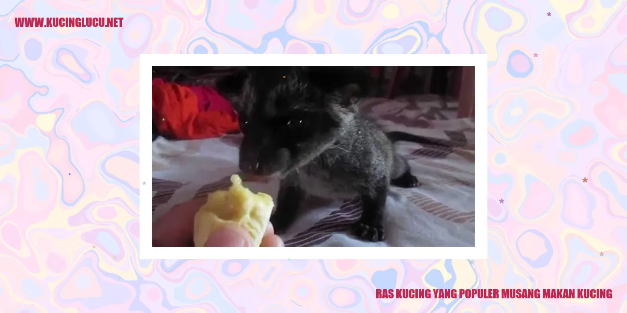 Musang