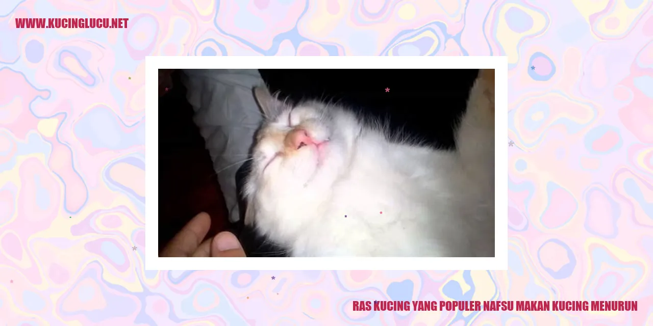 Kucing Mengalami Penurunan Nafsu Makan