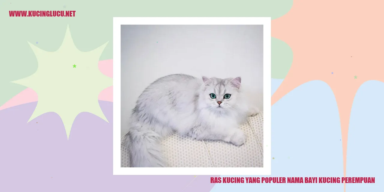 Ras Kucing yang Populer untuk Nama Bayi Kucing Perempuan