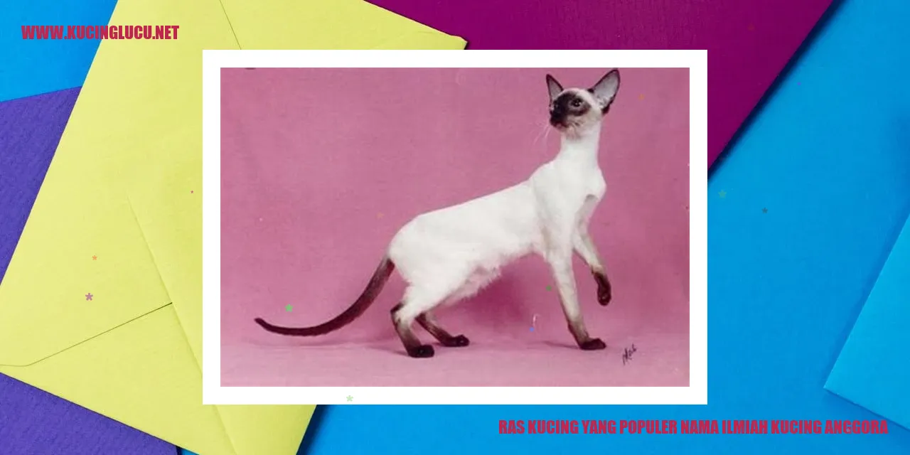 Kucing Anggora