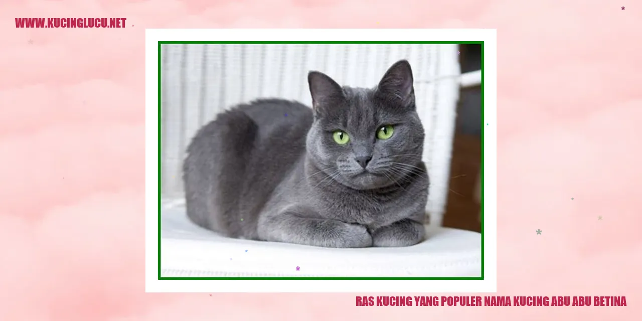 Gambar Kucing Abu-Abu Betina