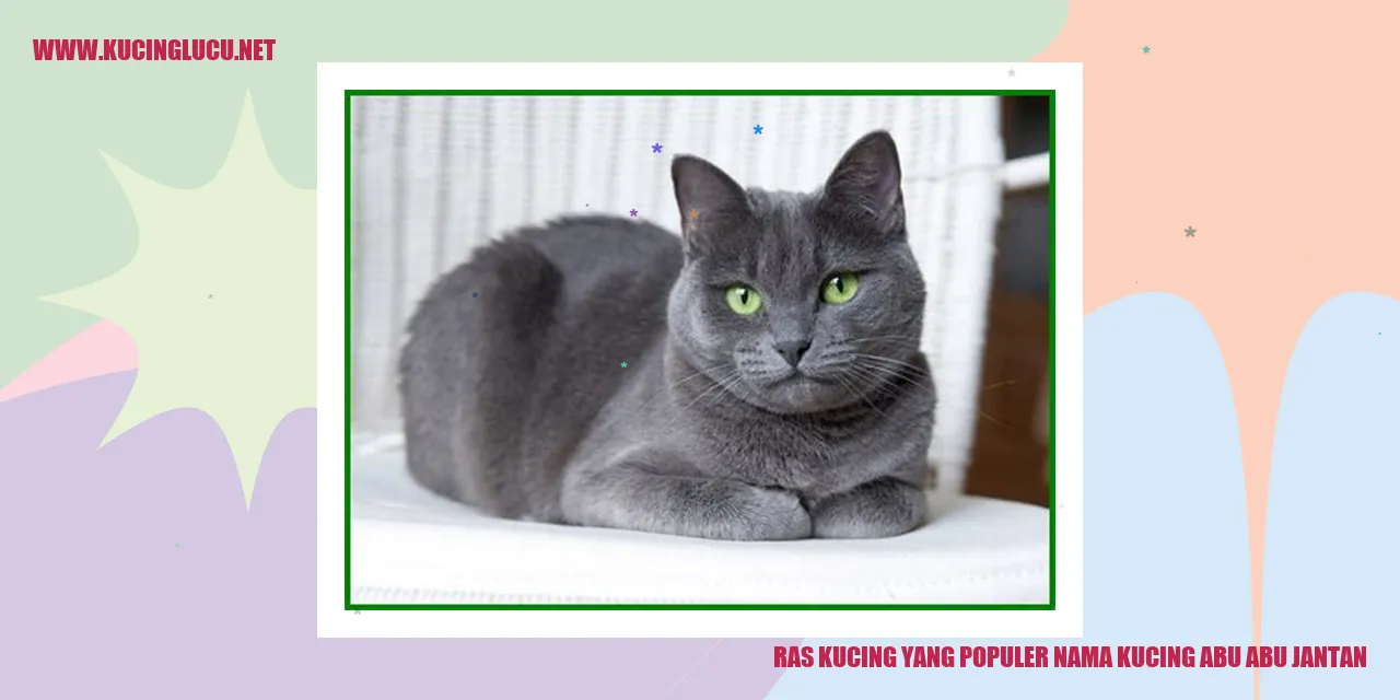 Gambar Kucing Jantan Abu-abu