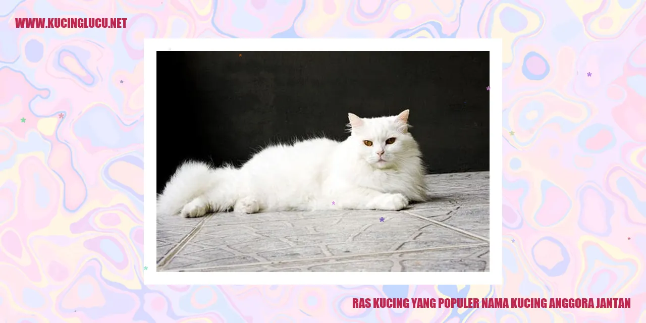 Kucing Anggora Jantan