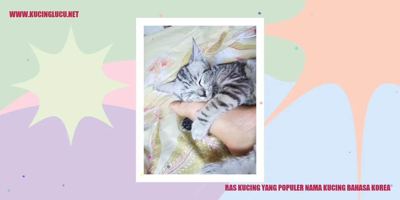 Kucing Ras Korea