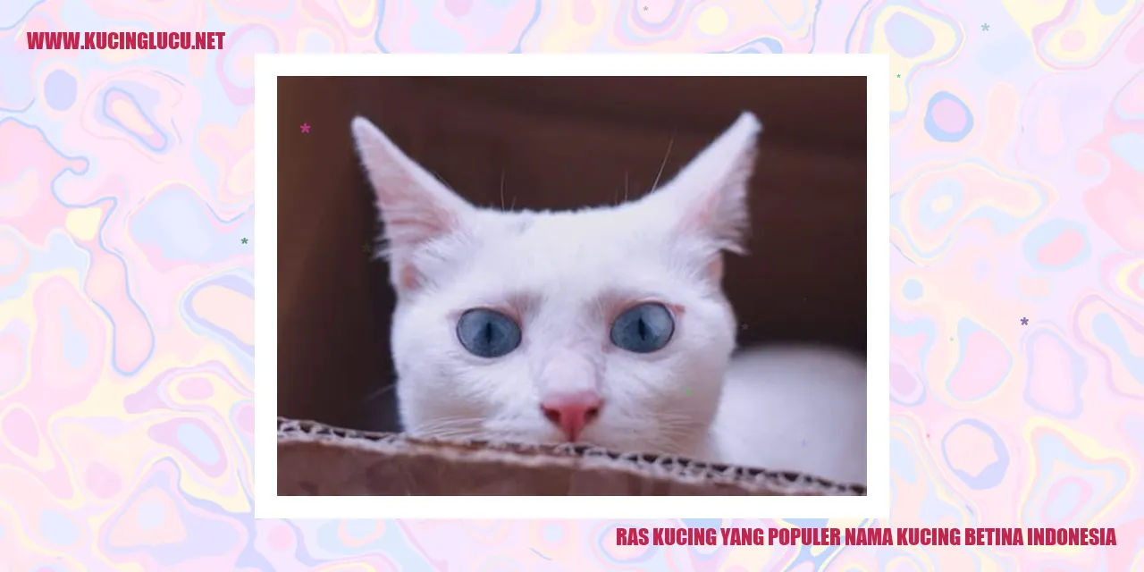 Kucing Betina Indonesia
