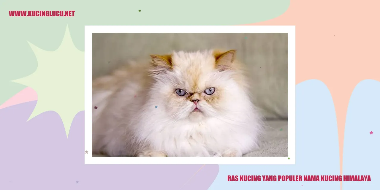 Kucing Himalaya