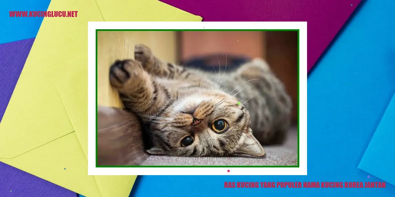 Kucing Korea Jantan