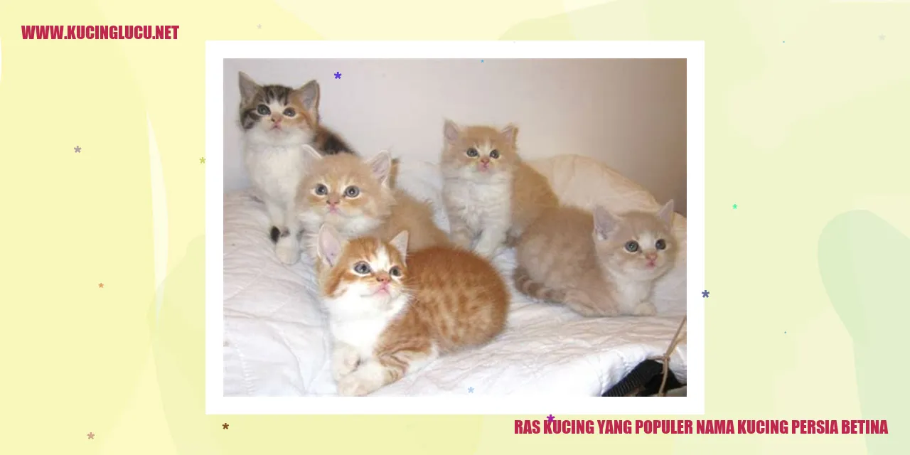 Kucing Persia Betina