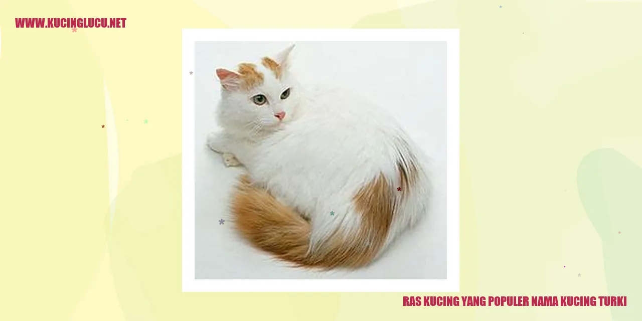 Kucing Turki yang Menarik