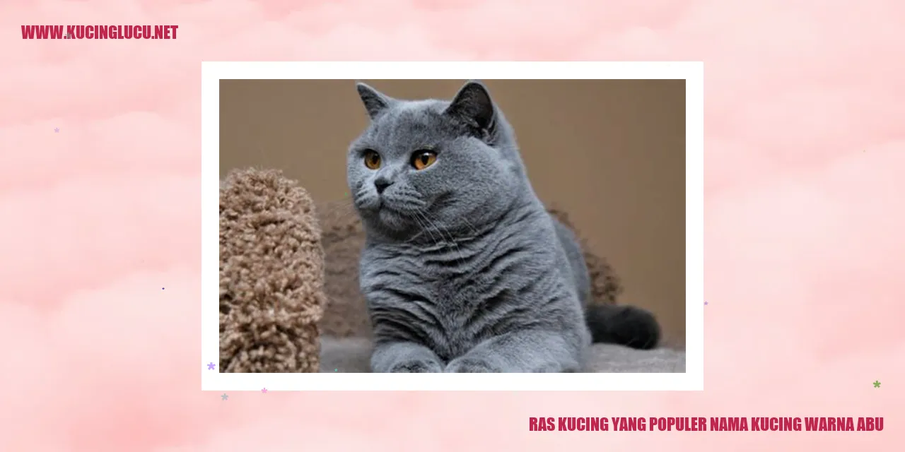 Foto Kucing Abu