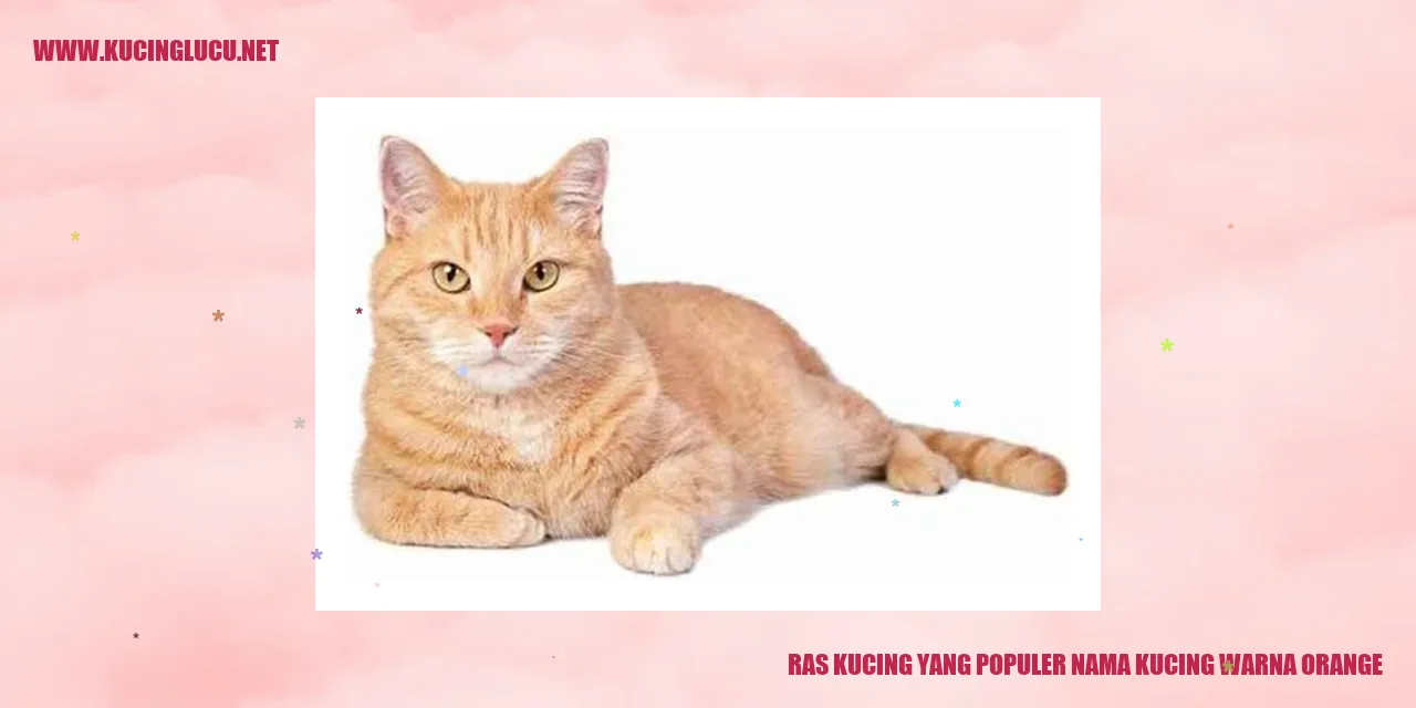 Kucing Warna Orange