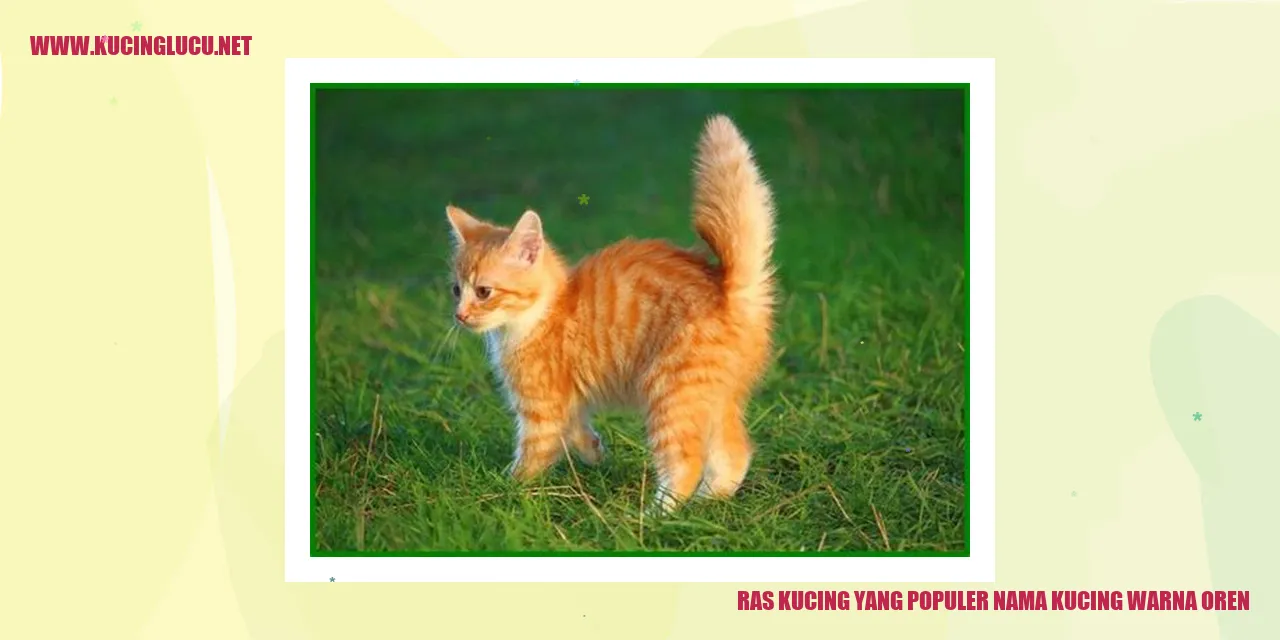 Kucing dengan Warna Bulu Oren