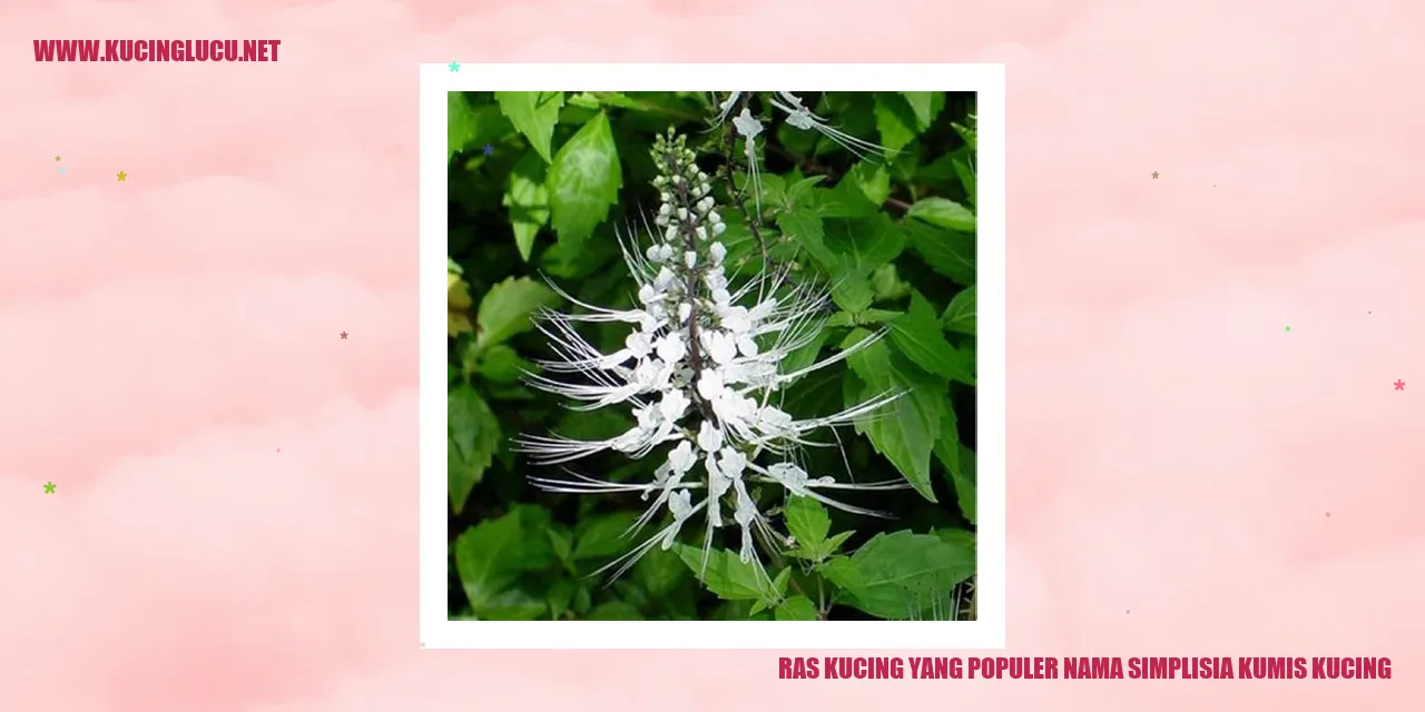 Kucing dengan Kumis yang Panjang