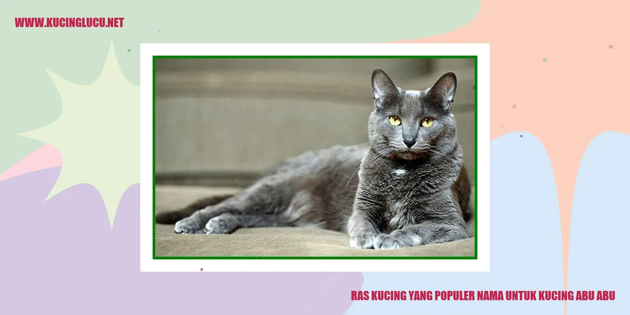 Ras Kucing yang Terkenal dengan Nama Kucing Abu-abu