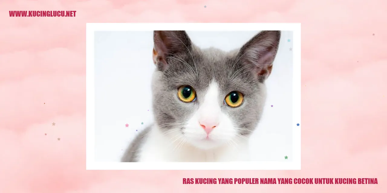 Ras Kucing yang Populer nama yang cocok untuk kucing betina