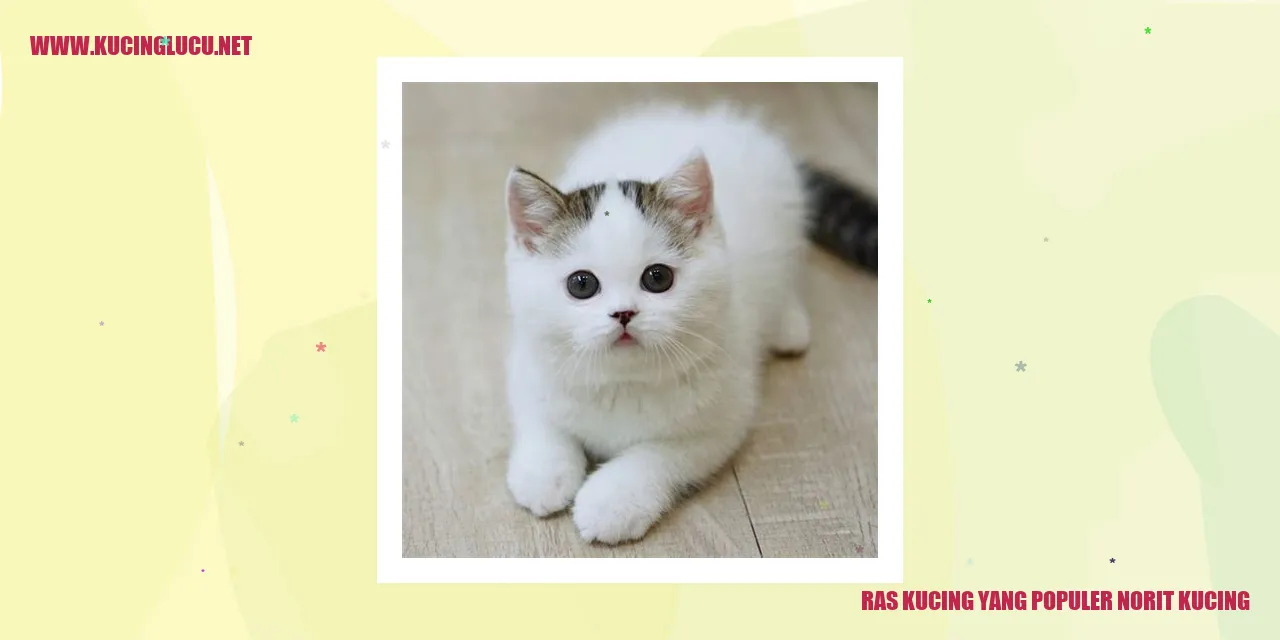 Gambar Kucing Norwegia