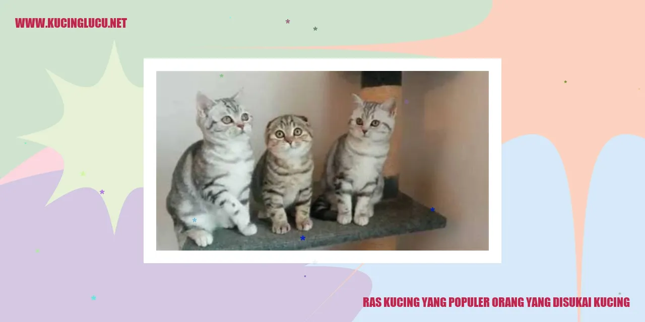Ras Kucing yang Populer orang yang disukai kucing