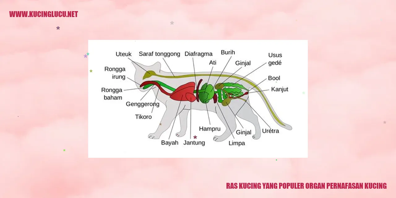 Ras Kucing yang Populer organ pernafasan kucing