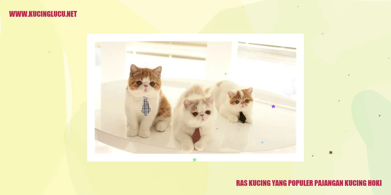 Ras kucing yang populer pajangan kucing hoki