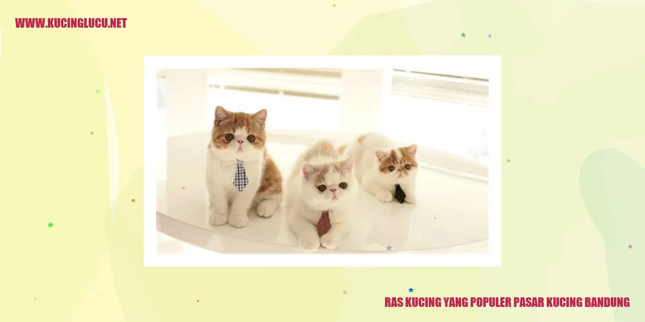 Ras Kucing yang Populer di Pasar Kucing Bandung