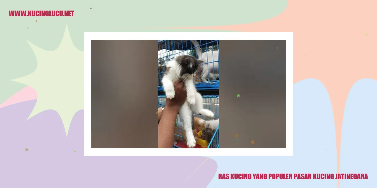 Kucing di Pasar Kucing Jatinegara