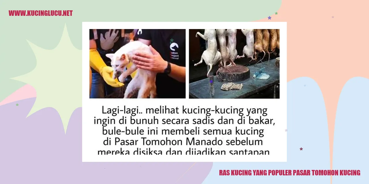 Ras Kucing yang Populer pasar tomohon kucing
