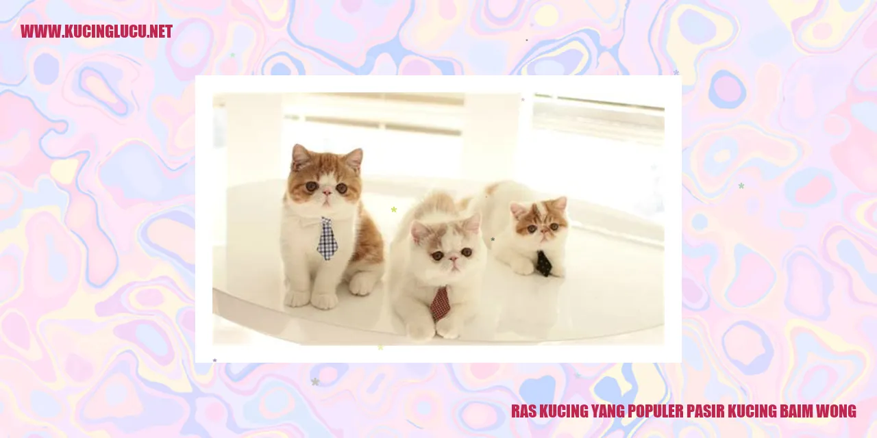 Ras Kucing yang Populer pasir kucing baim wong