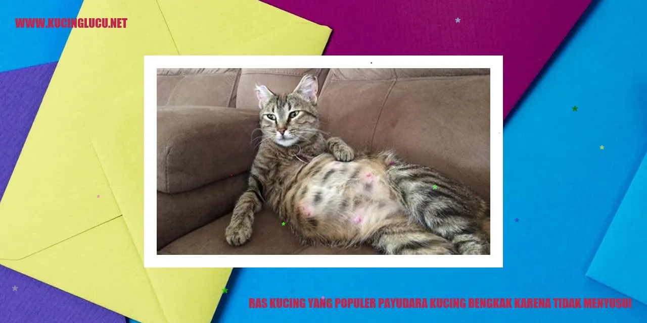 Kucing Bengkak