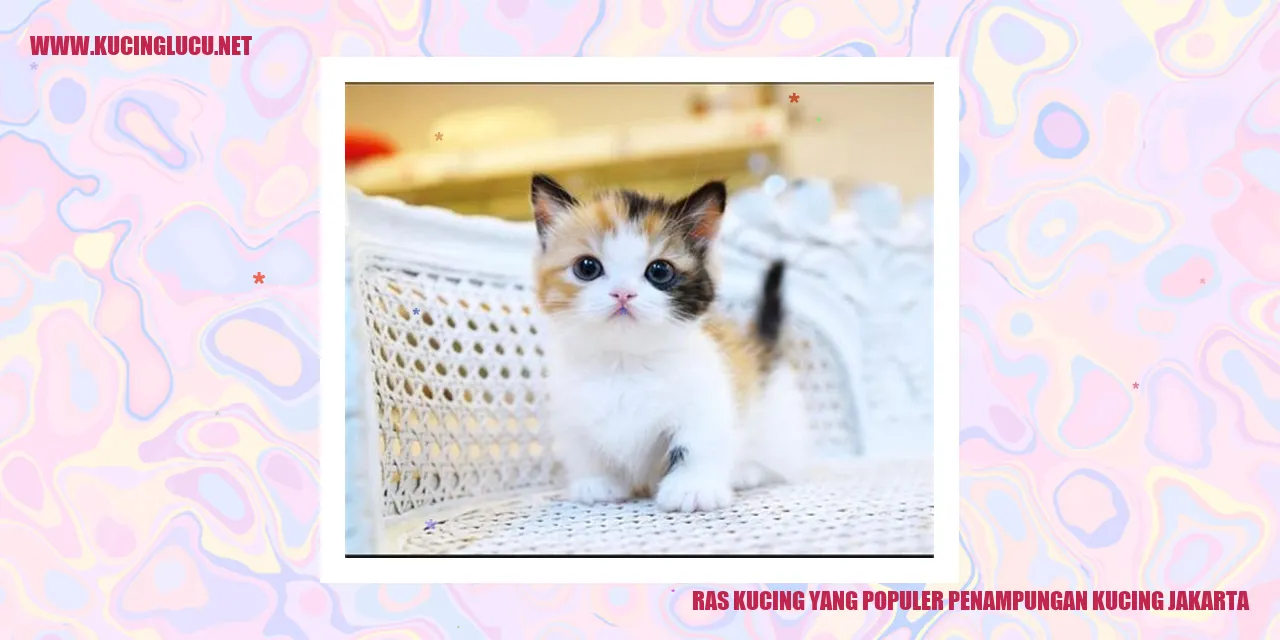 Ras Kucing yang Populer penampungan kucing jakarta