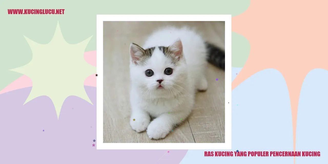 Kucing yang terkenal dalam menjaga kesehatan pencernaan kucing