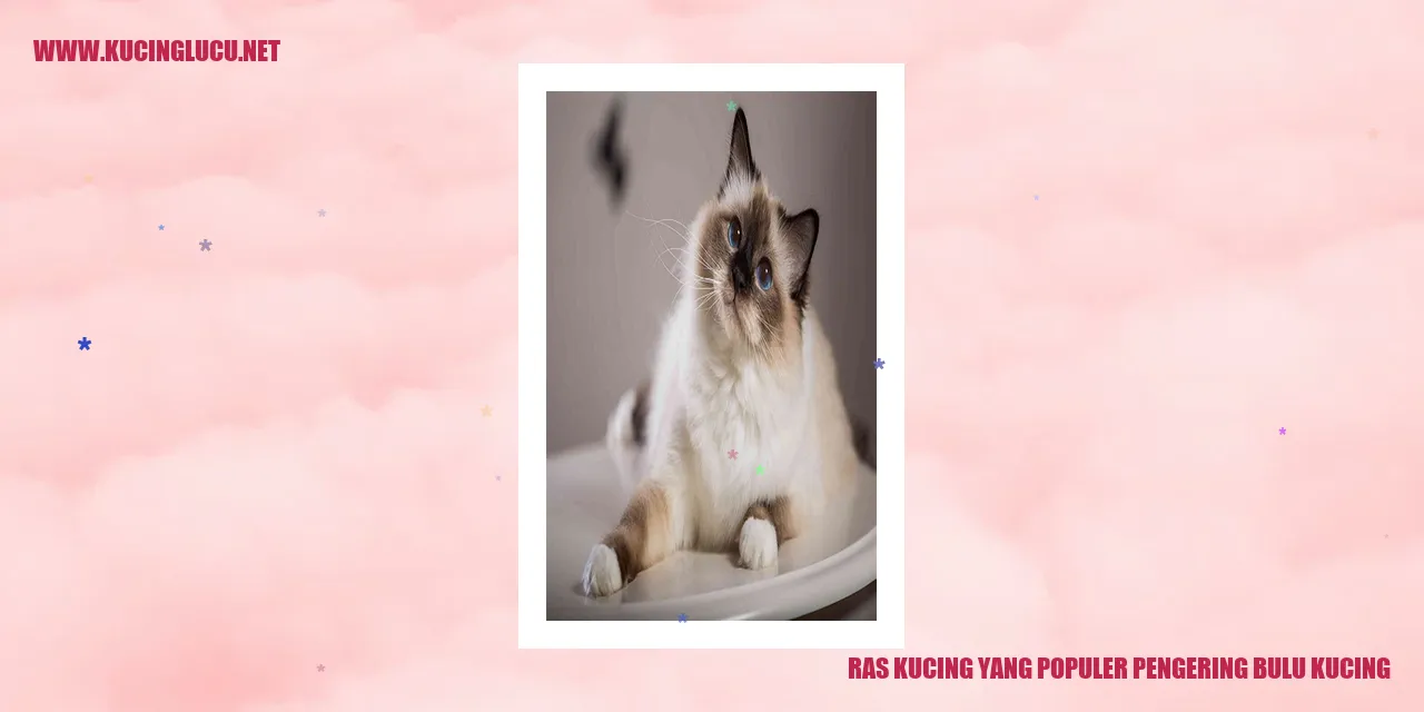 Kucing Persia